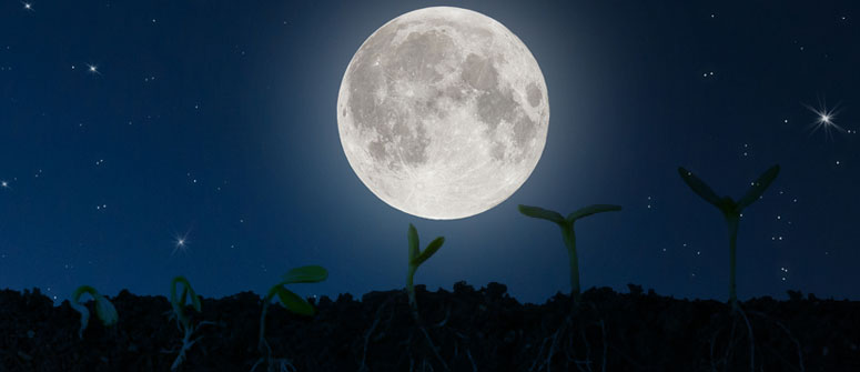 GERMINATE SEEDS DURING THE FULL MOON